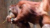 Sommer im Zoo: Sonnenbären schlecken Eis und Eisbären tragen "T-Shirts"
