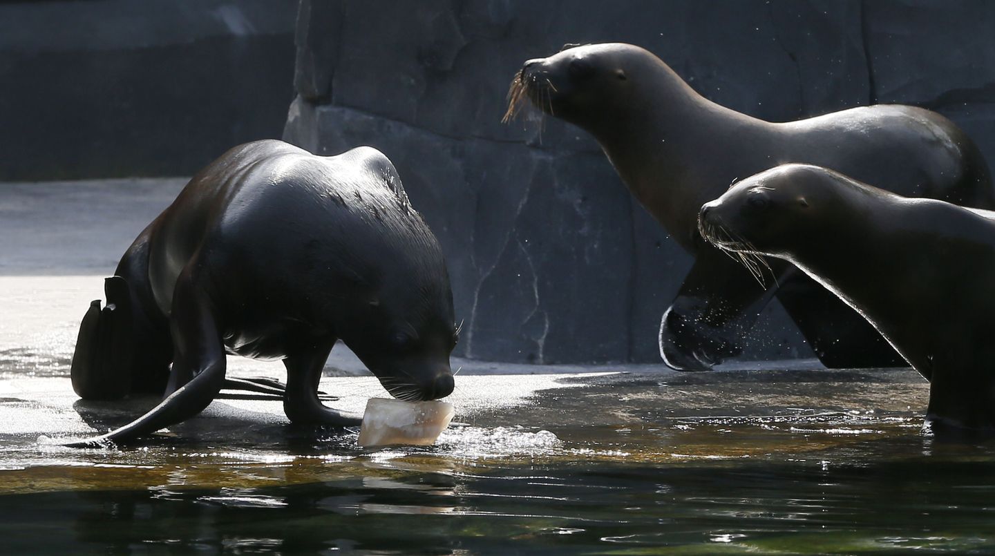 Sommer im Zoo: Sonnenbären schlecken Eis und Eisbären tragen "T-Shirts"