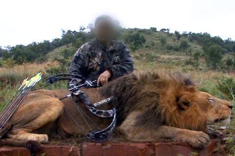 Ein Hobbyjäger posiert mit einem beim "Canned Hunting" erlegten Löwenmännchen.