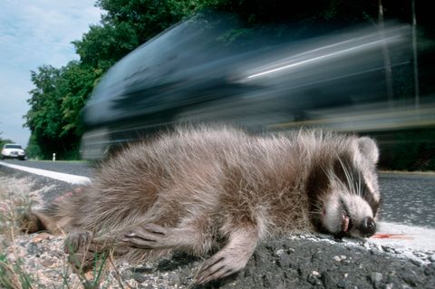 Ein toter Waschbär liegt an einem Straßenrand