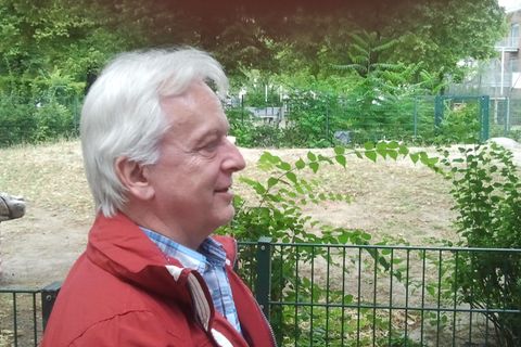 Wolf steht im Grünen