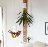 Ein Blumentopf, der von der Decke hängt