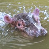 Vom Flusspferd-Nachwuchs im Zoologischen Stadtgarten Karlsruhe schaut nur ein Teil des Kopfes aus dem Wasser.