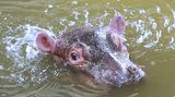Vom Flusspferd-Nachwuchs im Zoologischen Stadtgarten Karlsruhe schaut nur ein Teil des Kopfes aus dem Wasser.