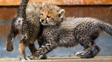 Zwei Gepardenjunge spielen im Gehege des Zoos Rostock.