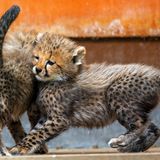 Zwei Gepardenjunge spielen im Gehege des Zoos Rostock.