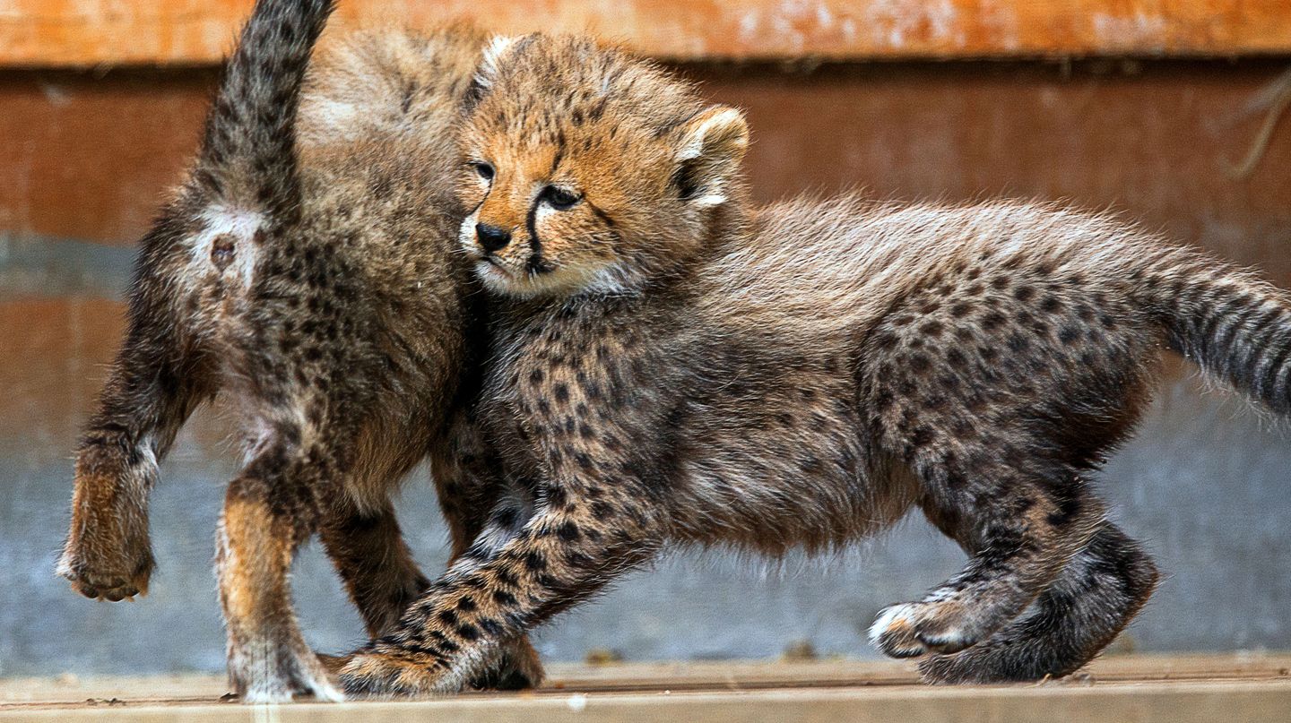 Geparden im Zoo Rostock Zwei Gepardenjunge spielen im Gehege des Zoos Rostock.