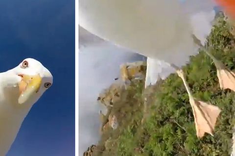 Möwe klaut Touristen GoPro und macht Rundflug