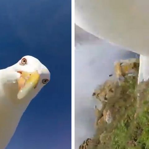 Möwe klaut Touristen GoPro und macht Rundflug