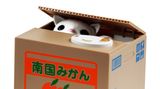Spardose mit niedlicher Katze