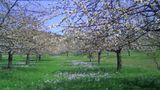 Apfelblüte in Wittelshofen