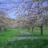 Apfelblüte in Wittelshofen