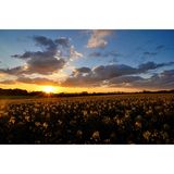 Kreuzkamp  "Ich bin in Kreuzkamp geboren und aufgewachsen - bin stundenlang durch die Wälder geradelt, habe im Hemmelsdorfer See gebadet, habe auf dem Ponyhof im Dreck gespielt und hatte immer das Gefühl, das glücklichste Kind der Erde zu sein. Hier habe ich gelernt, wie schön die Natur ist, was wahre Freundschaft bedeutet und die Familie das Kostbarste ist, was man besitzen kann. Und ich bin nah am Meer!" User Leark4       Und wo liegt nun Kreuzkamp? Genau hier!