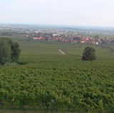 Rhodt unter Rietburg  "Rhodt unter Rietburg ist seit ganz vielen Jahren mein zu Hause und es das schönste Fleckchen Erde der Welt. Egal wie oft und wie lange ich weg bin oder war und egal wie viel ich von der Welt gesehen habe, hier ist es am Schönsten! Hier ist mein Zuhause!" Userin DarthGartenzwerg      Und wo liegt nun Rhodt unter Rietburg. Genau hier!