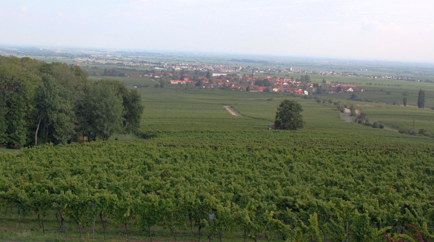 Rhodt unter Rietburg Rhodt unter Rietburg "Rhodt unter Rietburg ist seit ganz vielen Jahren mein zu Hause und es das schönste Fleckchen Erde der Welt. Egal wie oft und wie lange ich weg bin oder war und egal wie viel ich von der Welt gesehen habe, hier ist es am Schönsten! Hier ist mein Zuhause!" Userin DarthGartenzwerg Und wo liegt nun Rhodt unter Rietburg. Genau hier!