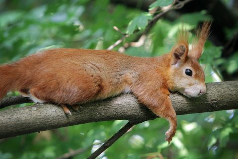 Ein Eichhörnchen liegt auf einem Baum