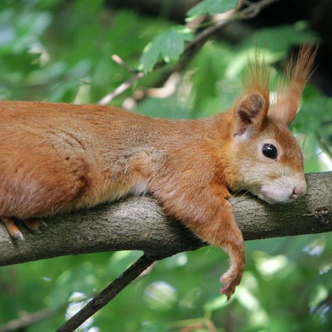 Ein Eichhörnchen liegt auf einem Baum