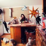 Diesen zwei, drei... äh wie viele sind es eigentlich? Diesem Katzen-Clan kann in jedem Fall ein Aufmerksamkeitsdefizitsyndrom unterstellt werden. Oder ein Hang zum Anarchismus. Anders ist dieses Tohuwabohu kaum zu erklären.