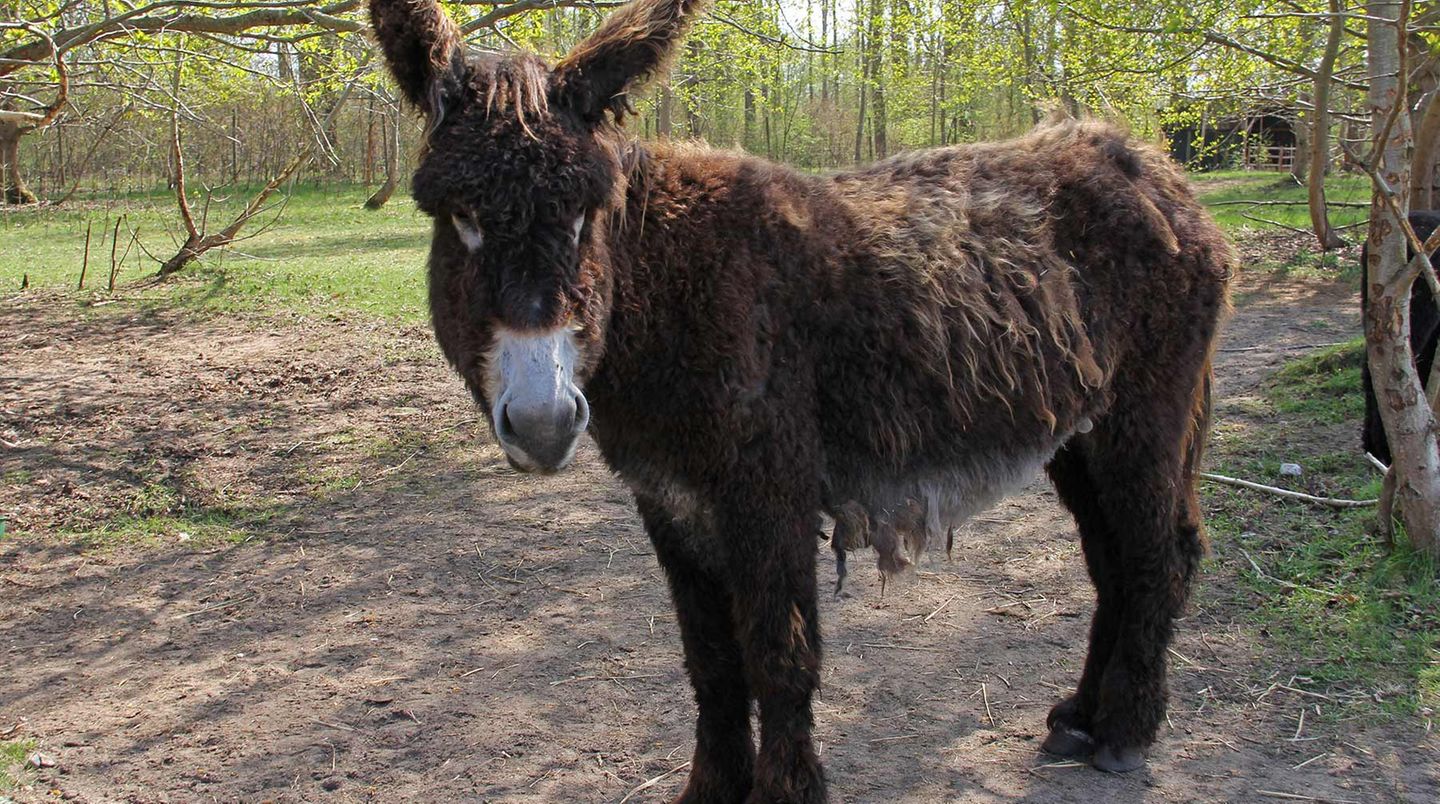 Warder - Mehr als ein Tierpark  Kein Streichelzoo, kein Safaripark, sondern ein nachhaltiges landwirtschaftliches Projekt: Die Arche Warder widmet sich der Erhaltung alter Hausund Nutztierrassen. Mehr als 1200 teilweise kaum noch bekannte Tiere aus über 80 Rassen finden hier eine Heimat. Besucher können das 40 Hektar große Gelände auf eigene Faust erkunden oder bei Führungen Poitou-Esel (Bild), Angler Sattelschweine oder Skudden, kleine Heideschafe, treffen.  www.arche-warder.de  Auf der Lokalpatrioten-Karte anschauen