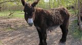 Warder - Mehr als ein Tierpark  Kein Streichelzoo, kein Safaripark, sondern ein nachhaltiges landwirtschaftliches Projekt: Die Arche Warder widmet sich der Erhaltung alter Hausund Nutztierrassen. Mehr als 1200 teilweise kaum noch bekannte Tiere aus über 80 Rassen finden hier eine Heimat. Besucher können das 40 Hektar große Gelände auf eigene Faust erkunden oder bei Führungen Poitou-Esel (Bild), Angler Sattelschweine oder Skudden, kleine Heideschafe, treffen.  www.arche-warder.de  Auf der Lokalpatrioten-Karte anschauen