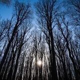 Nienhagen - Gespenster und Hühnergötter  Kommen Sie in der Dämmerung! Kurz bevor die rote Sonne im Meer versinkt, beginnt der Spuk. An der Steilküste, dort, wo der Buchenwald ins Meer zu stürzen scheint, werfen verschlungene Stämme mit sturmgeföhnten Kronen schaurig schöne Schatten. Gespensterwald nennen die Einheimischen das alte urwüchsige Gehölz westlich von Nienhagen, geformt von bis zu 170 Jahre alten Eichen, Buchen und Eschen. Caspar-David-Friedrich-Feeling ganz ohne Kreidefelsen.