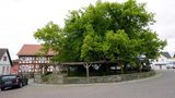 Linde in Schenklengsfeld in Hessen