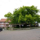 Linde in Schenklengsfeld in Hessen