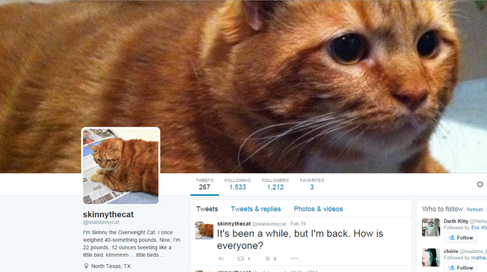 Ein Screenshot des Twitter-Accounts des Katers Skinny mit Posts und Fotos des rotbraunen Katers.