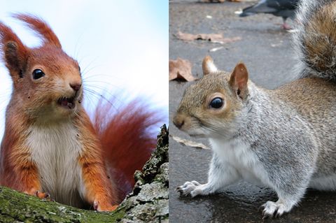 Ein rotbraunes Eichhörnchen und ein Grauhörnchen