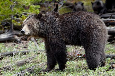 Grizzlybär im Yellowstone Nationalpark