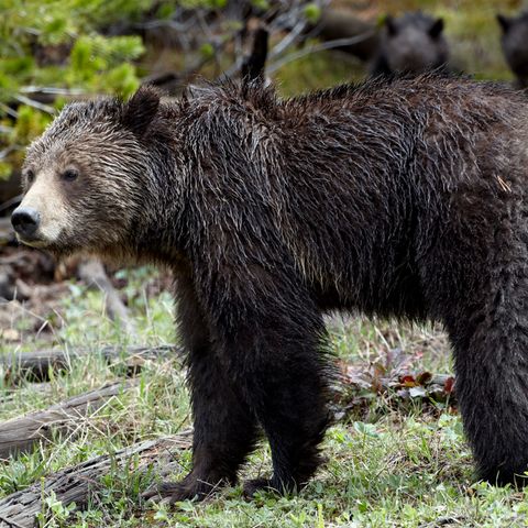 Grizzlybär im Yellowstone Nationalpark