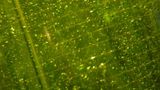 Die Wissenschaftler untersuchen beim Bio-Kraftstoff viele Möglichkeiten