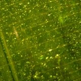 Die Wissenschaftler untersuchen beim Bio-Kraftstoff viele Möglichkeiten