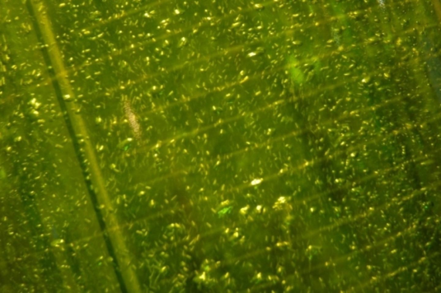 Die Wissenschaftler untersuchen beim Bio-Kraftstoff viele Möglichkeiten