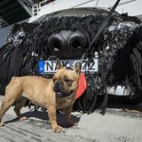 Bello freut sich über den großen Bruder