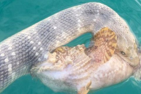 Ein Kampf ohne Sieger: Schlange und Fisch hatten sich ineinander verbissen.