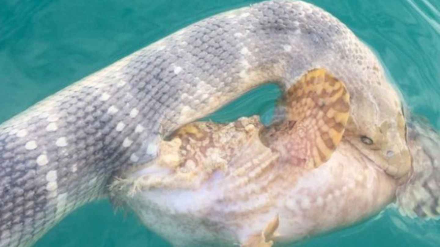 Ein Kampf ohne Sieger: Schlange und Fisch hatten sich ineinander verbissen.