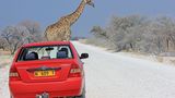 Giraffen lauern an vielen Ecken.