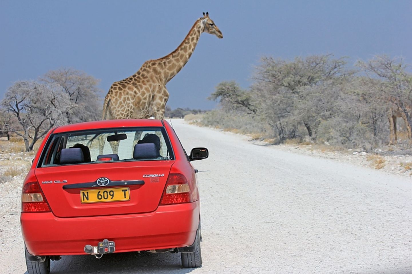 Giraffen lauern an vielen Ecken.