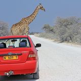 Giraffen lauern an vielen Ecken.