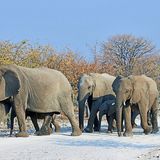 Auf den Straßen Namibias gibt es Begegnungen, die glaubt einem Zuhause niemand.
