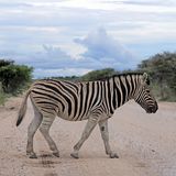 Auch bei den Tieren herrscht African Timing... nur nicht hetzen.