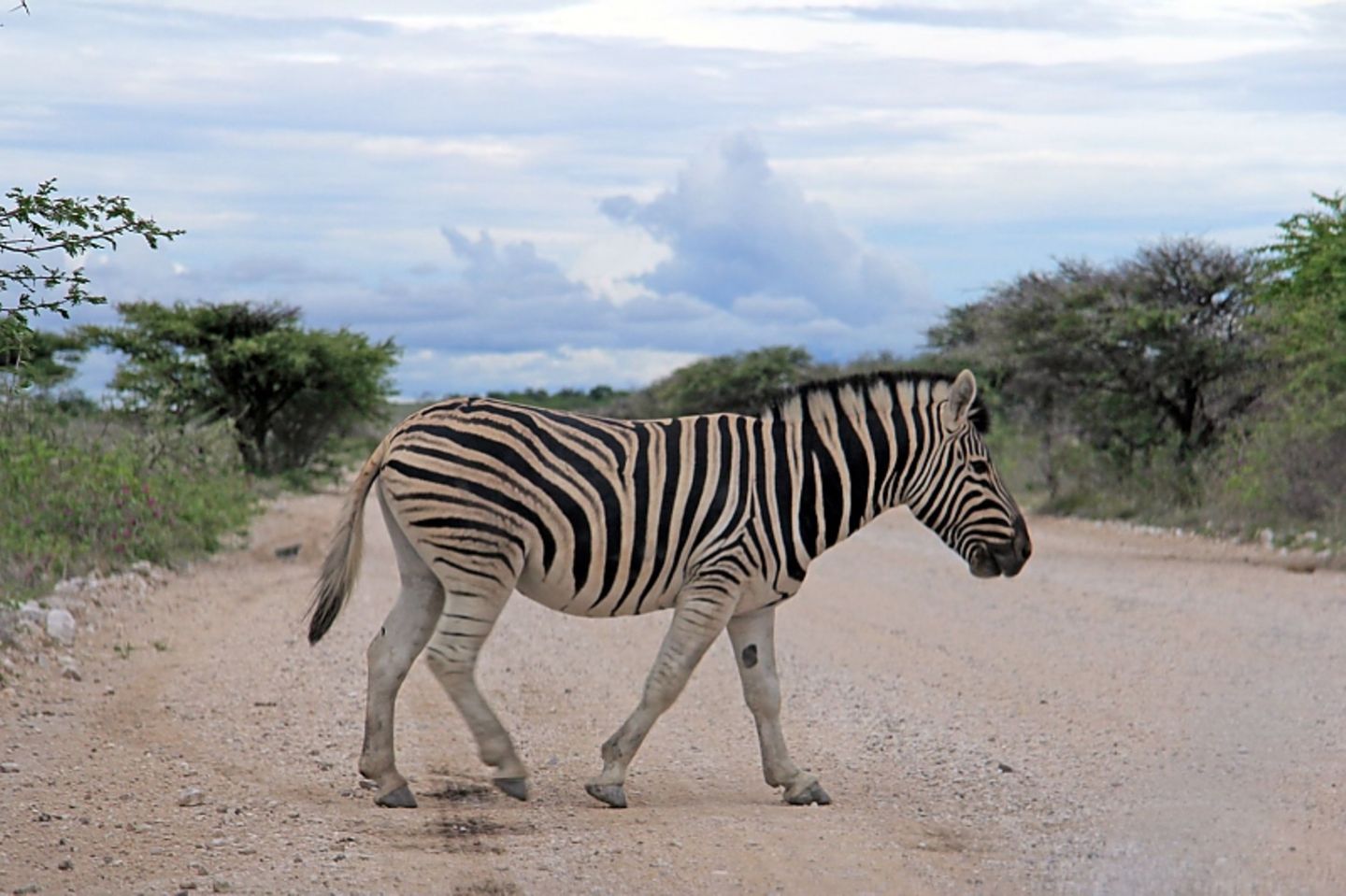 Auch bei den Tieren herrscht African Timing... nur nicht hetzen.