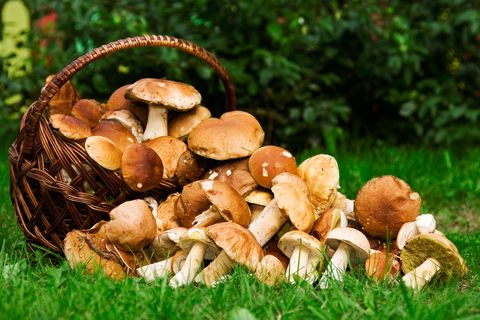 Ein Korb voller Pilze: Sind Sie ein Pilzkenner?