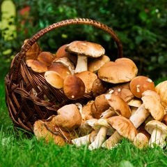 Ein Korb voller Pilze: Sind Sie ein Pilzkenner?