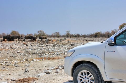 In der Wildnis ist er zuhause.