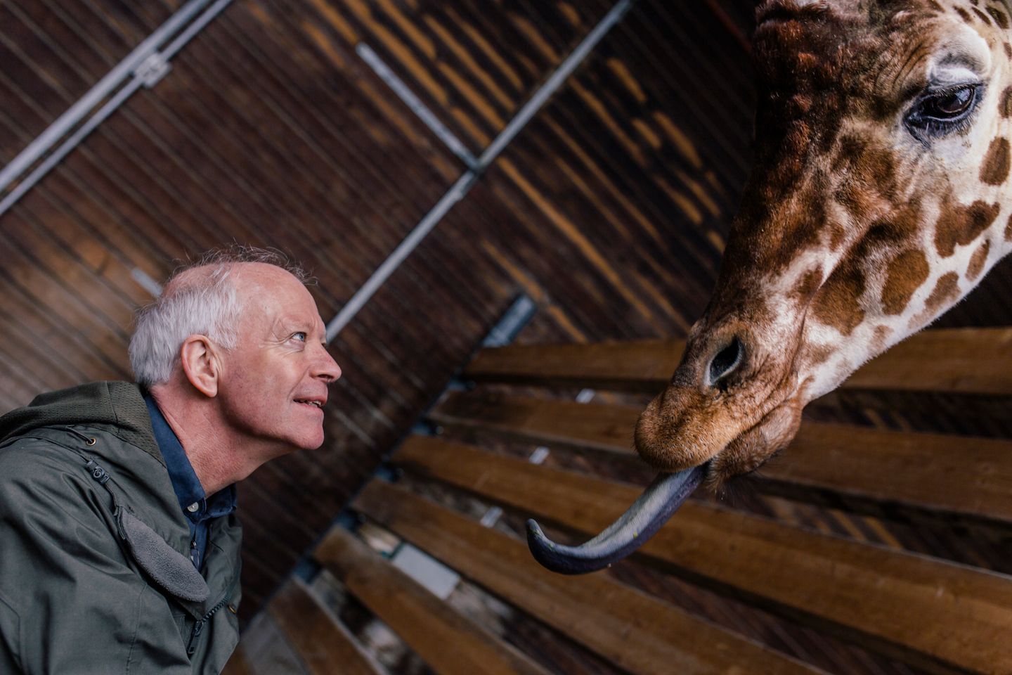 Der Zoodirektor des Kopenhagener Zoos Bengt Holst am 26.03.2015 mit Giraffen im Zoo. 