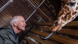 Der Zoodirektor des Kopenhagener Zoos Bengt Holst am 26.03.2015 mit Giraffen im Zoo. 