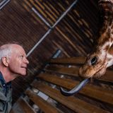 Der Zoodirektor des Kopenhagener Zoos Bengt Holst am 26.03.2015 mit Giraffen im Zoo. 