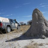 Riesige Termitenhügel zieren die Kalahari Wüste